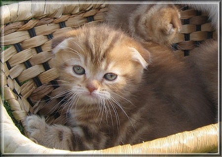Scottish Fold Kitten